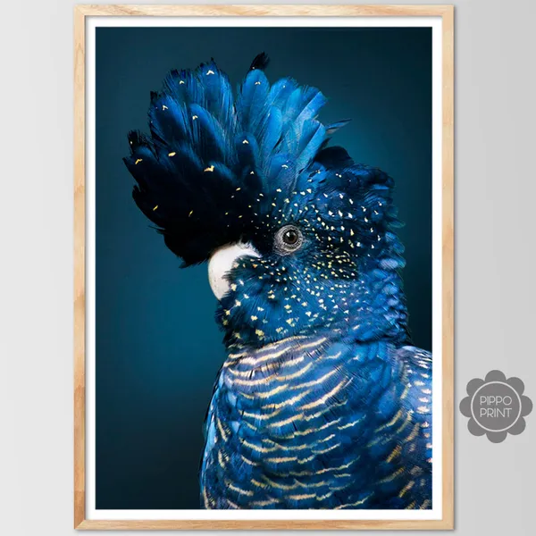 Black Cockatoo Art Print, Australian Bird Wall Art