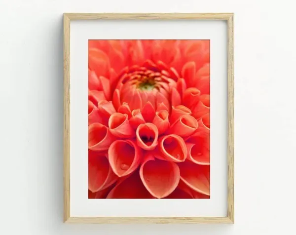 Dahlia Photography Art Print, Flower Wall Decor