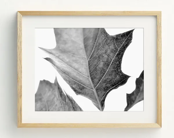 Black and White Leaves Photography Art Print