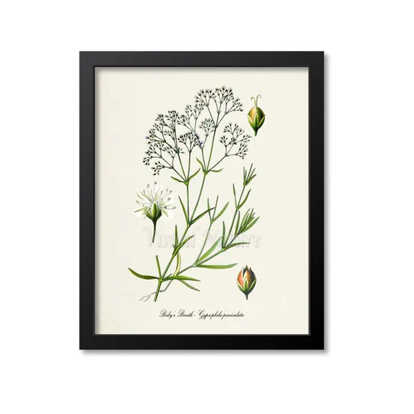 Baby's Breath Botanical Art Print, Gypsophila
