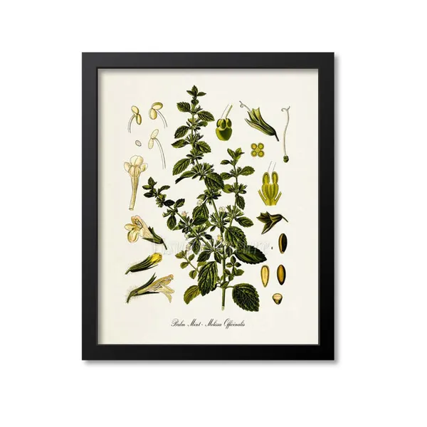 Balm Mint Botanical Art Print, Melissa Officinalis