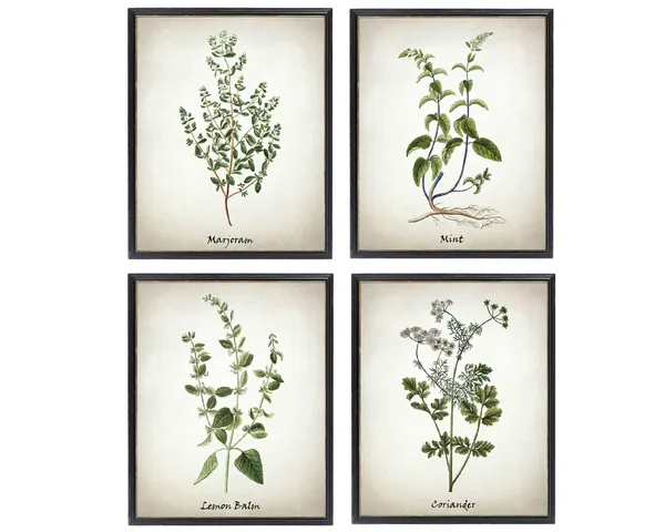 Vintage Herb Set: Marjoram, Mint, Lemon Balm & Coriander Art Print