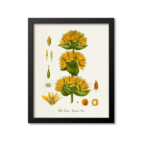 Yellow Gentian Botanical Art Print, Gentiana Lutea