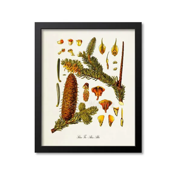 Silver Fir Botanical Art Print, Kitchen Wall Art