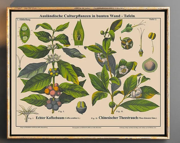 Tea and Coffee Plant Botanical Art Print, Cafe Decor