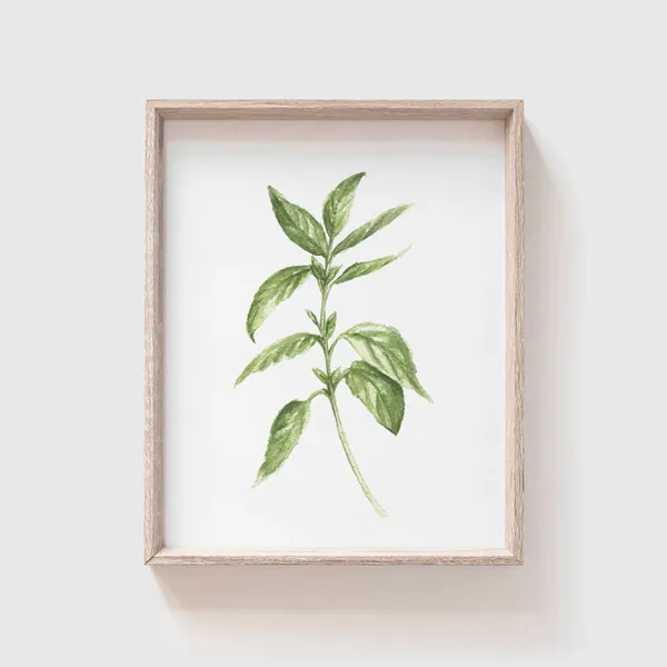 Basil Watercolor Art Print, Kitchen Herb Decor