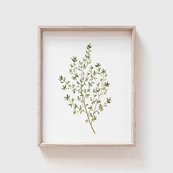 Thyme Watercolor Art Print, Kitchen Wall Art