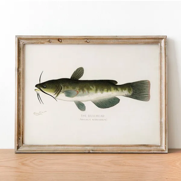 Bullhead Fish Vintage Fishing Poster, Fish Drawing