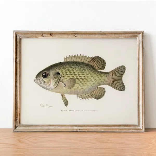Rock Bass Fish Vintage Fishing Poster Art Print