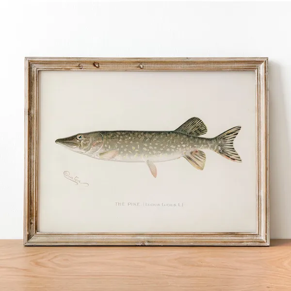 Vintage Pike Fish Art Print, Fishing Poster Decor