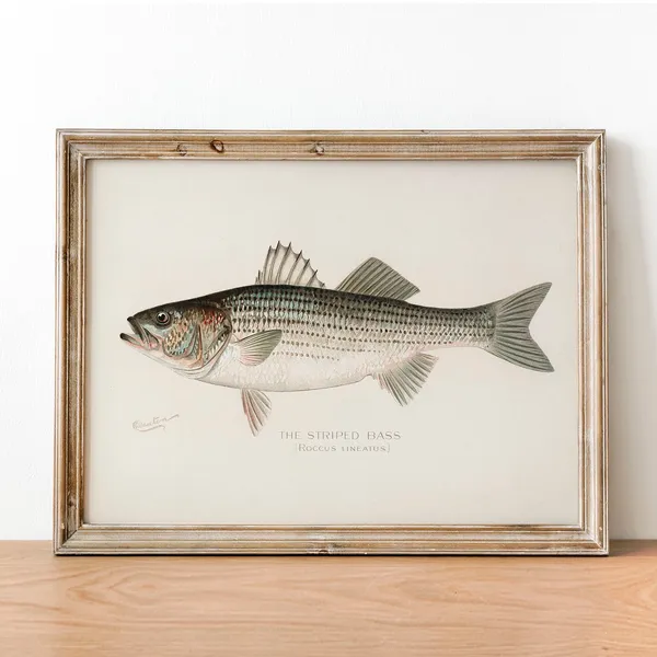 Striped Bass Vintage Fishing Poster, Rockfish Art