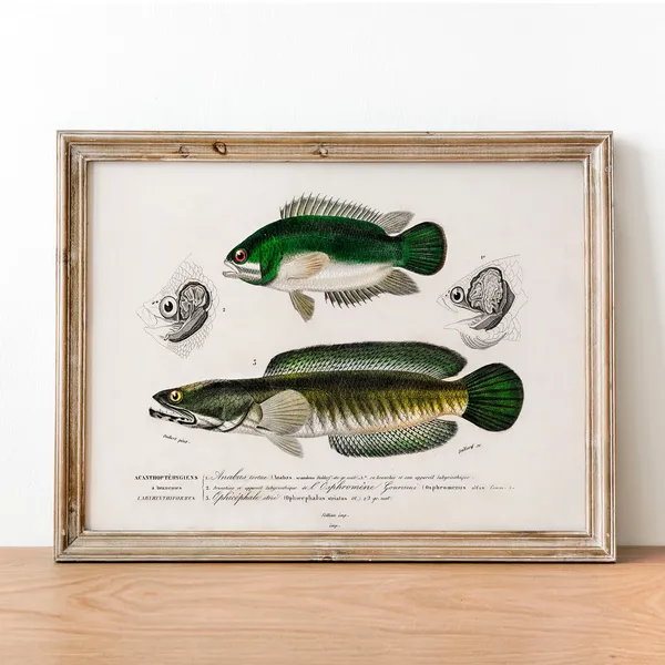 Fisherman Antique Vintage Fish Poster Print