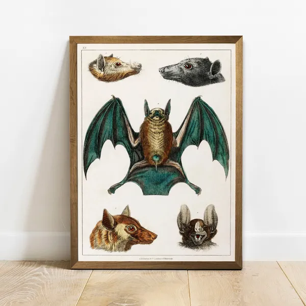Bat Types Antique Animal Drawing, Vintage Poster Print