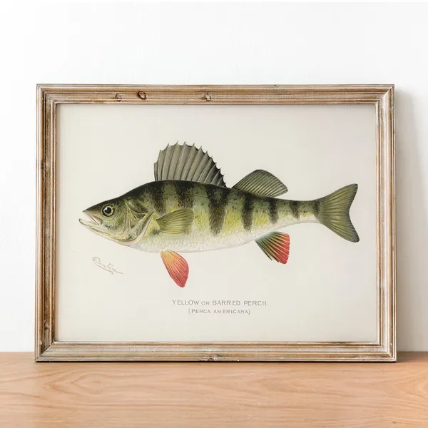 Yellow Fish Vintage Fishing Poster, Barred Perch