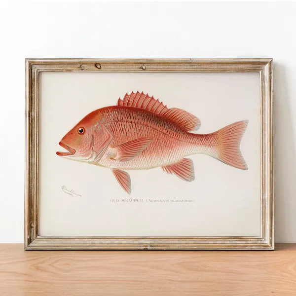 Northern Red Snapper Vintage Fishing Poster