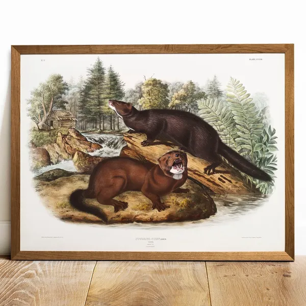 Mink Print, Vintage Animal Drawing Poster