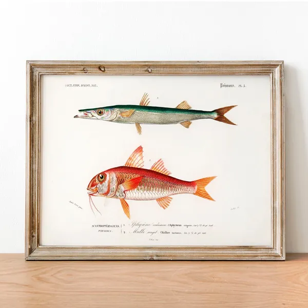 Vintage Fish Antique Print Illustration Art Print