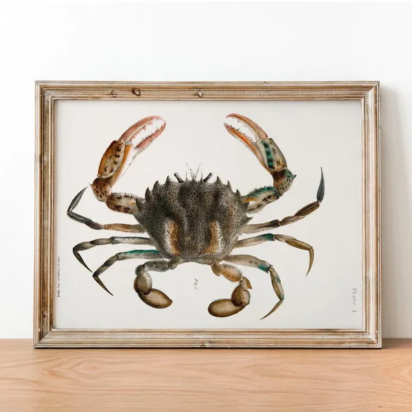 Vintage Crab Illustration Art Print, Fishing Decor