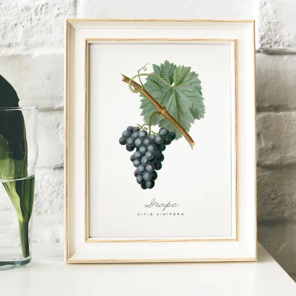 Vintage Grape Kitchen Botanical Art Print