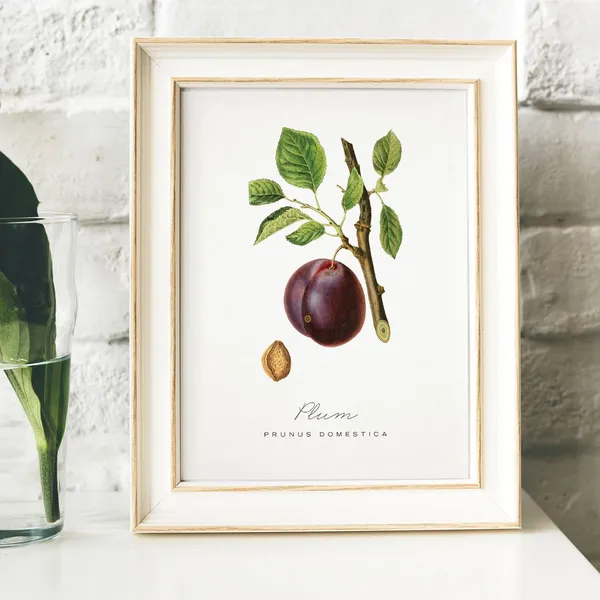Plum Print Vintage Kitchen Art Print, Kitchen Decor