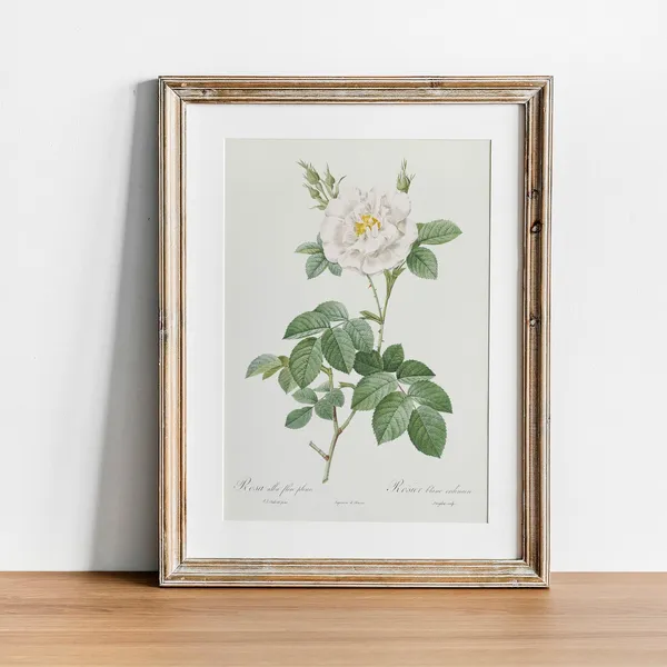 Vintage White Rose Botanical Art Print, Antique
