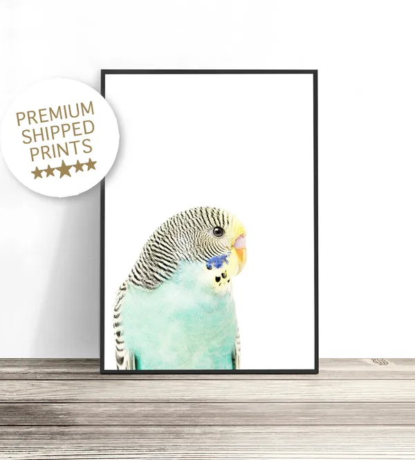 Budgie Art Print, Australian Bird Photography