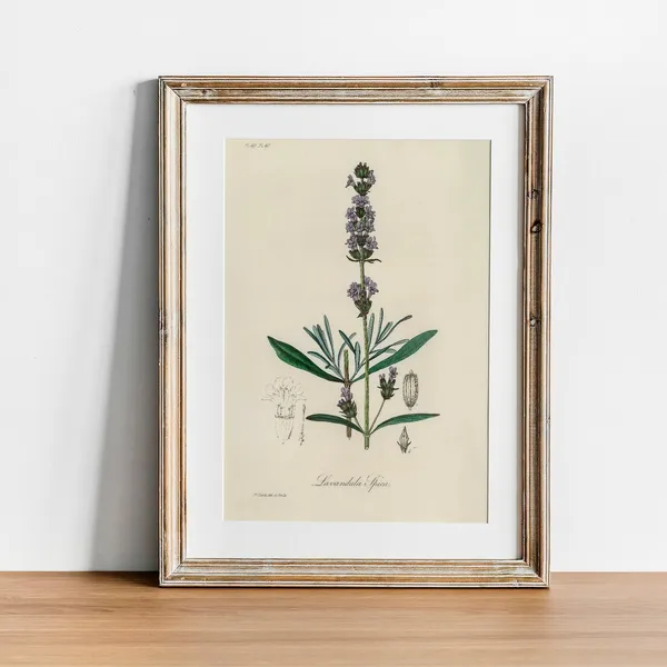 Lavender Vintage Botanical Art Print, Kitchen Decor
