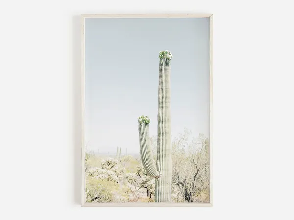 Blooming Saguaro Cactus Arizona Desert Art Print