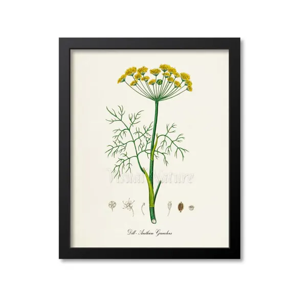 Dill Botanical Art Print, Herb Kitchen Wall Art