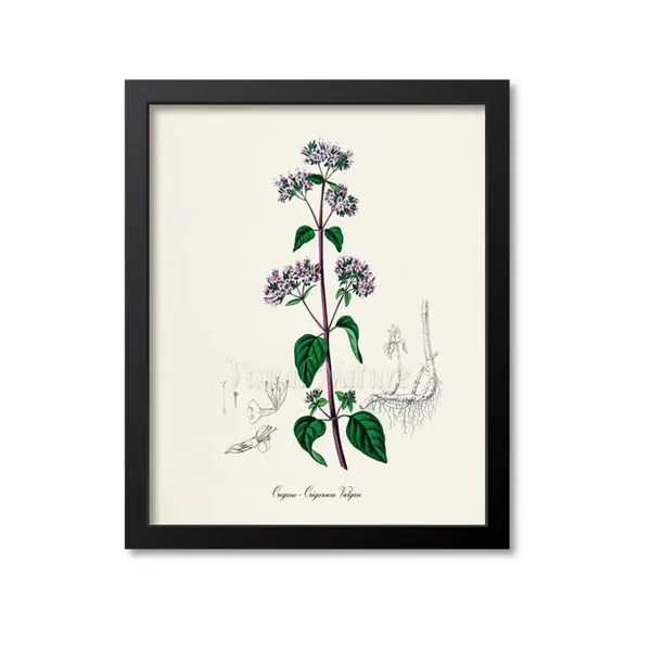 Oregano Botanical Art Print, Origanum Vulgare