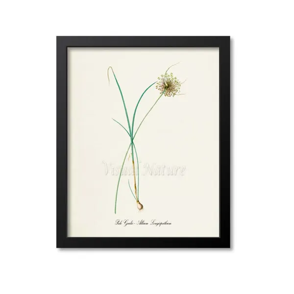 Pale Garlic Botanical Print, Allium Longispathum