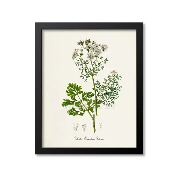 Cilantro Botanical Print, Herb Wall Art Poster