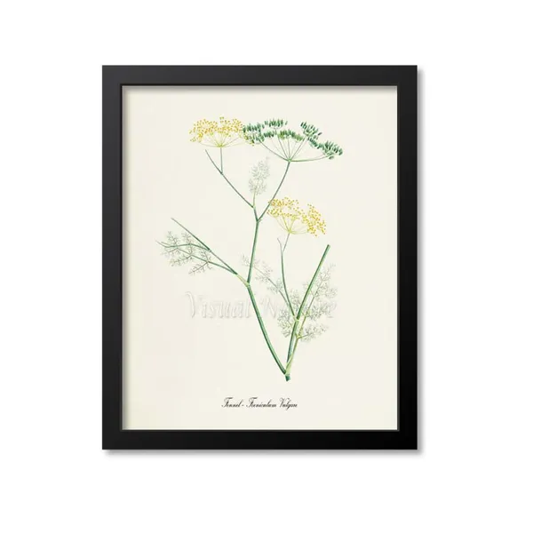Fennel Botanical Art Print, Foeniculum Vulgare