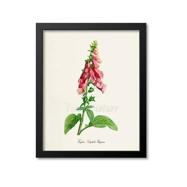 Foxglove Botanical Wall Art Print, Floral Study
