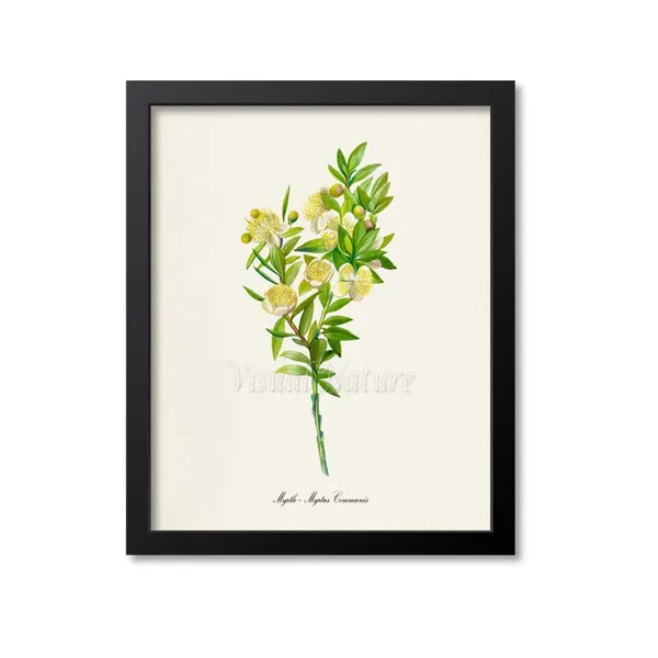 Myrtle Botanical Print, Myrtus Communis Art Print