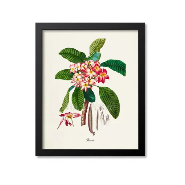 Plumeria Flower Botanical Art Print for Home Decor
