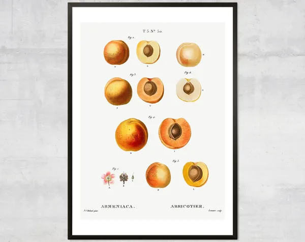 Apricot Fruit Diagram Poster, Vintage Kitchen Art Print