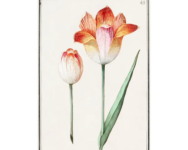 Tulip - Antique Botanical Lithograph