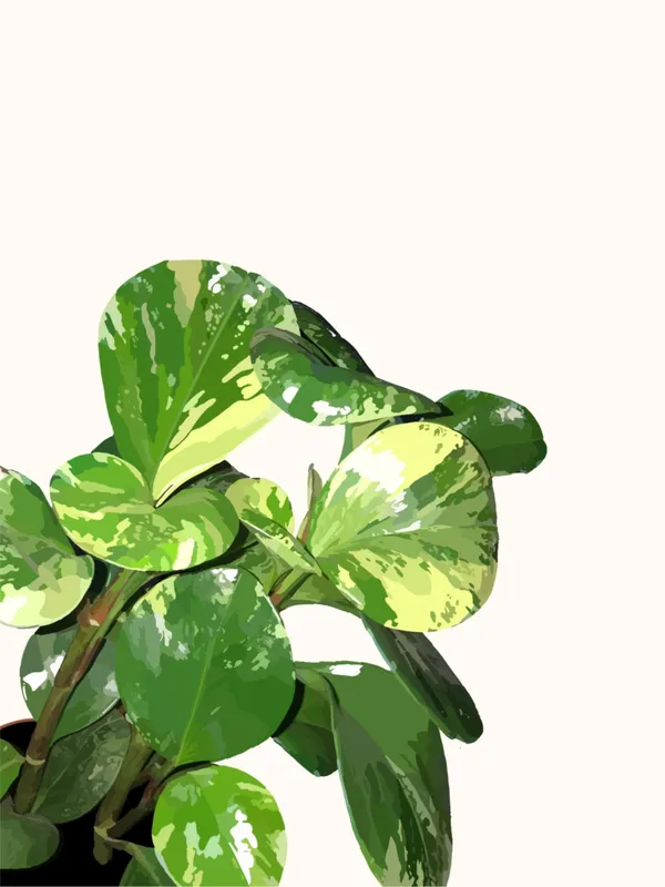 Carl The Obtusifolia Plant Art Print