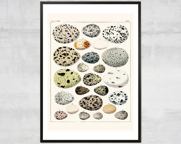 Vintage Eggs Art Print, Antique British Diagram