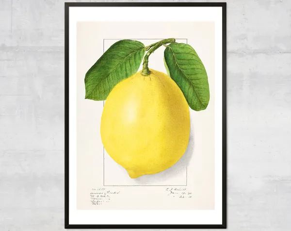 Vintage Lemon Lithograph Poster, Kitchen Wall Decor