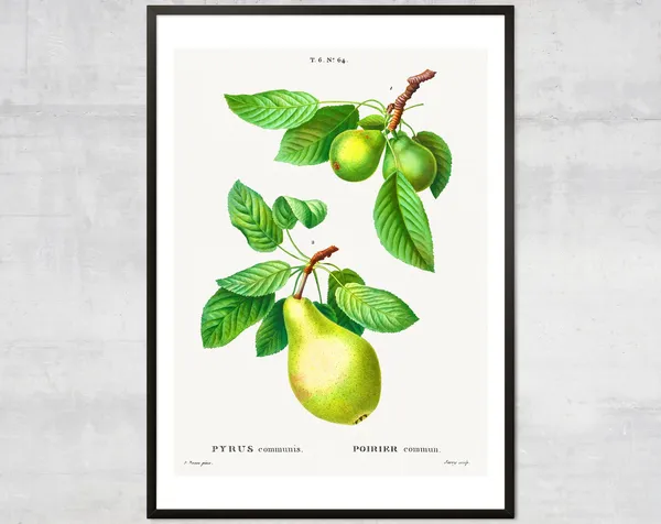 Vintage Pears Botanical Art Print, Minimalist Decor