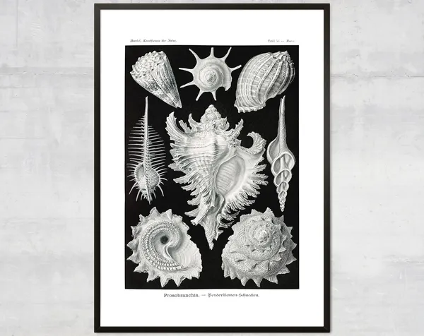 Vintage Mollusk Print, Nautical Coastal Wall Art