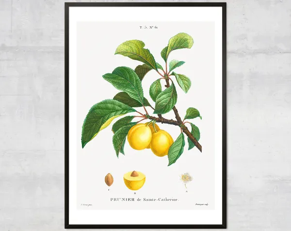 Vintage Plum Botanical Art Print, Kitchen Decor