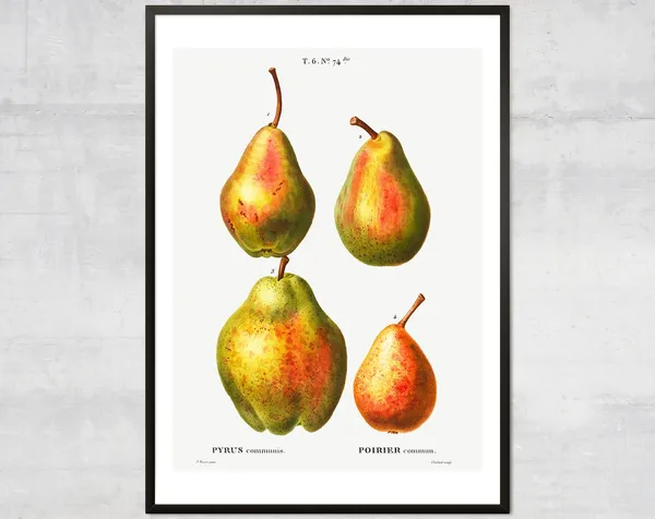 Vintage Pears Fruit Diagram Botanical Art Print
