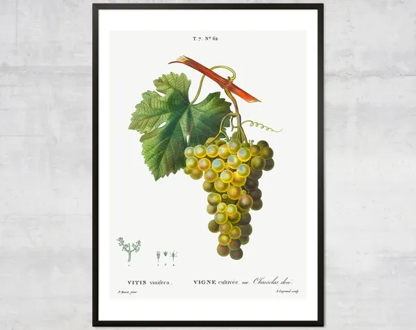 Vintage Grapes Antique Botanical Art Print