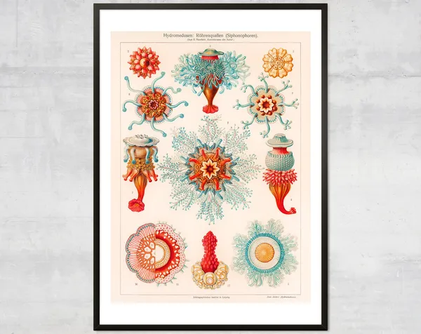 Vintage Jellyfish Art Print, Minimal Coastal Decor