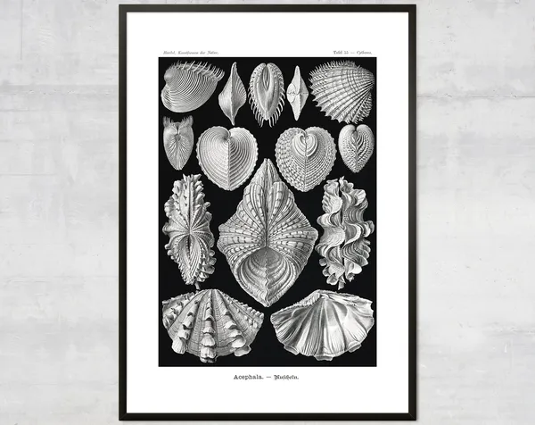 Vintage Mollusk Sea Shells Nautical Decor Art Print