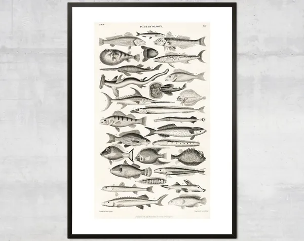 Vintage Fish Art Print, Antique Ocean Diagram