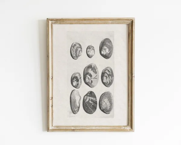 Vintage Shell Sketches, Beach Coastal Art Print